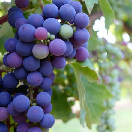 A bunch of purple grapes hanging from a vine
