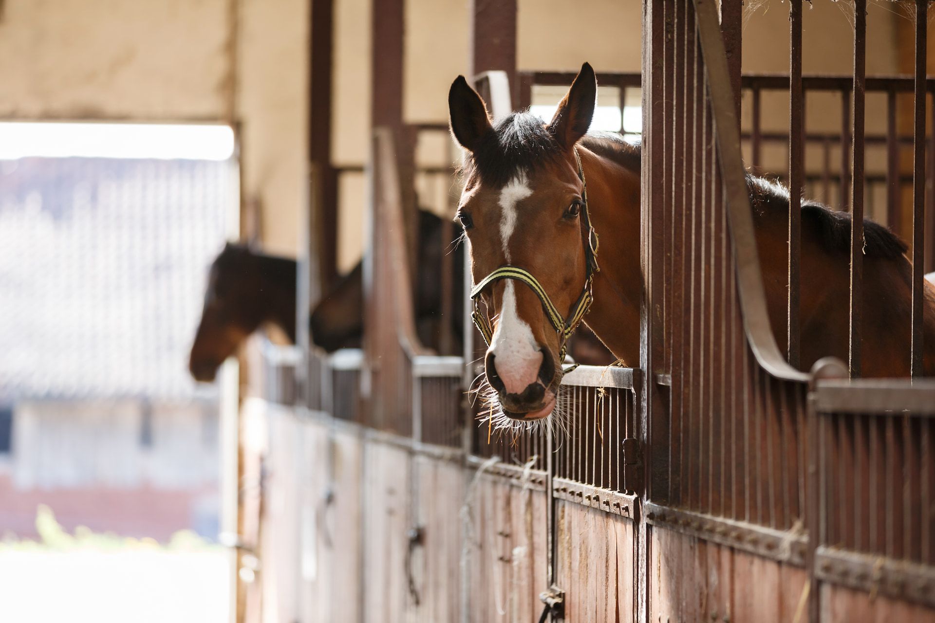 Horse in stall, looking forward with white blaze, brown coat, and halter in stable.