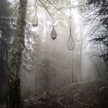 Sentier les yeux miroflée