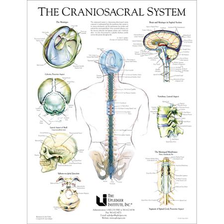 Craniosacral Systems | Columbia, CO | SpiritWorks Craniosacral Systems | Columbia, CO | SpiritWorks