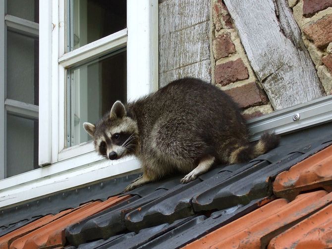 Raccoon walking on a sloped red roof beside a window and brick wall