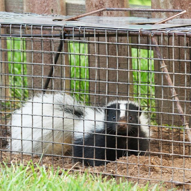 Two skunks resting in a wire cage on grass outdoors