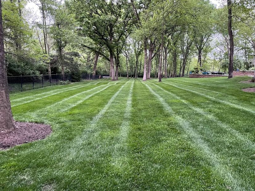 Freshly mowed green lawn in a park with striped grass and trees along the edges