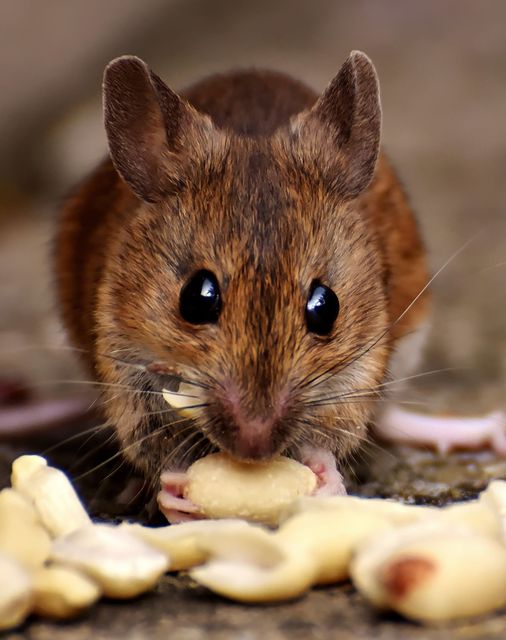 Rato marrom roendo a comida no chão, close-up com fundo desfocado.