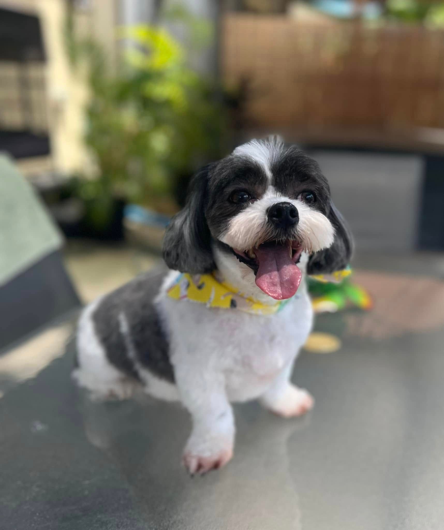A Black And White Dog Is Sitting On A Table With Its Tongue Hanging Out — Pretty Pooches Dog Grooming In Rural View, QLD