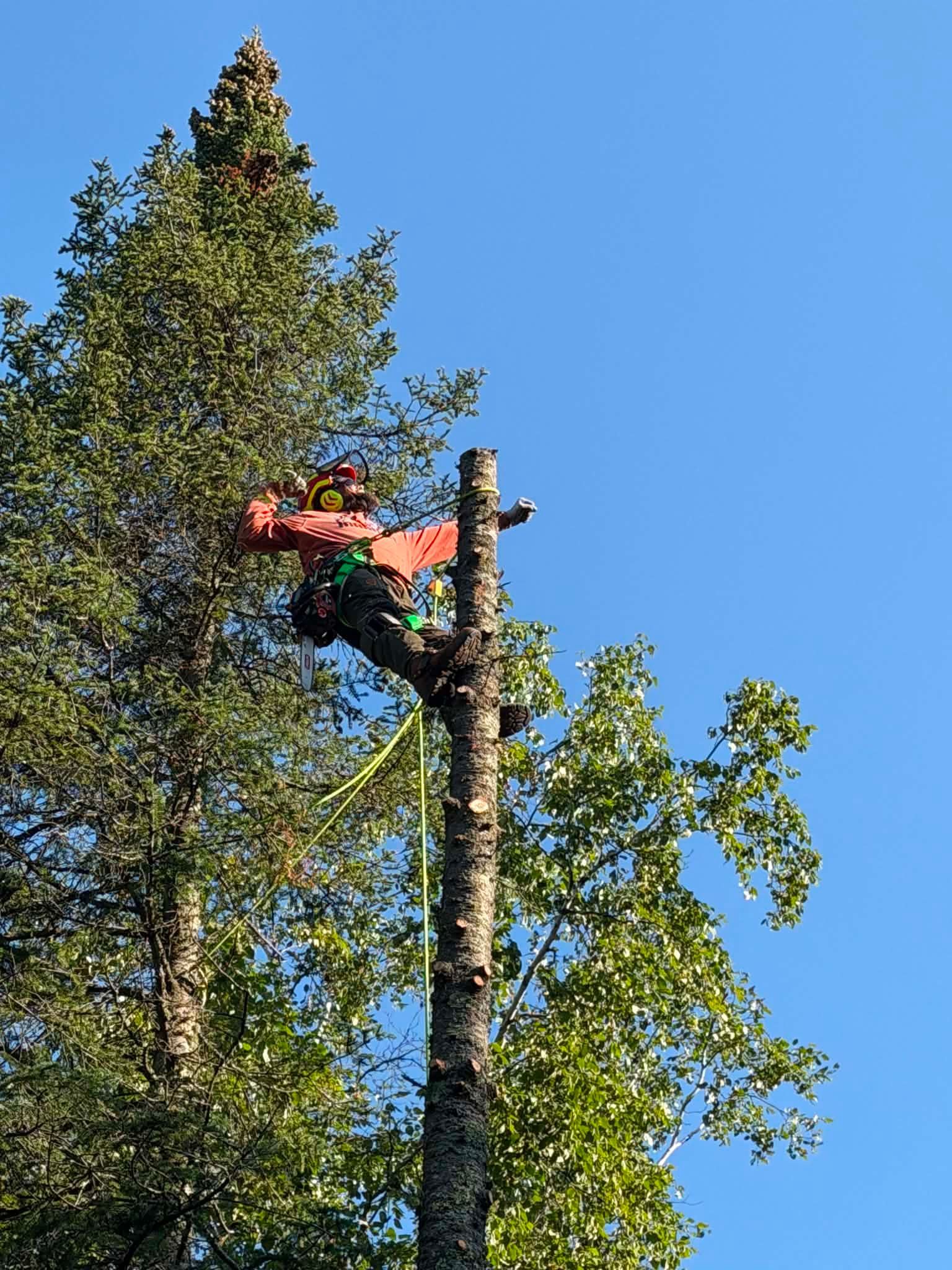 Arborist in orange gear cutting a tall tree against a blue sky