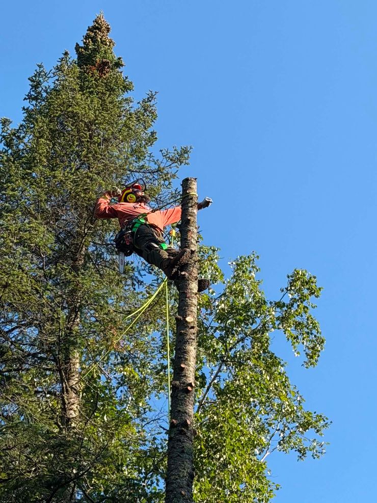 Arborist in orange gear cutting a tall tree against a blue sky