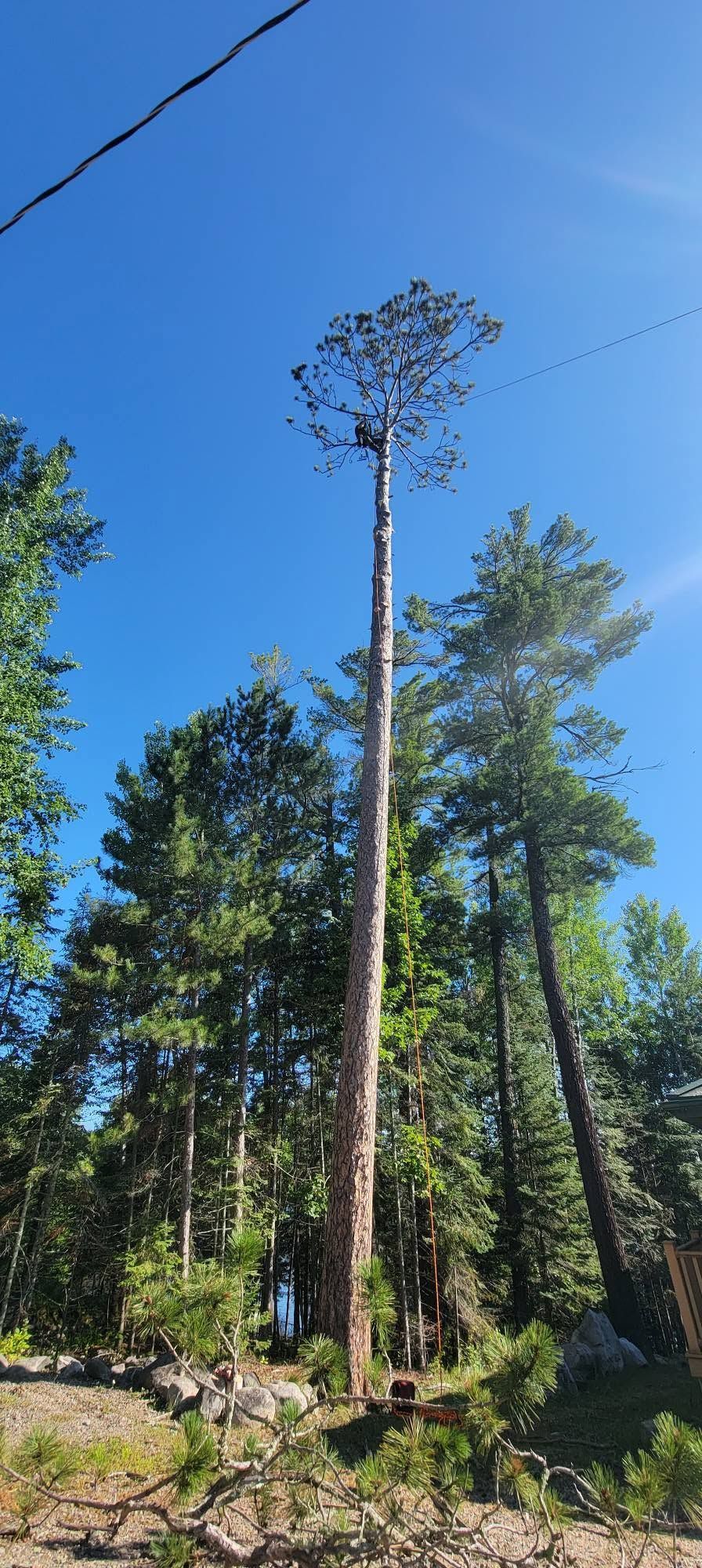 Tall trees in a sunny forest, with a bare-topped trunk rising above surrounding evergreens.