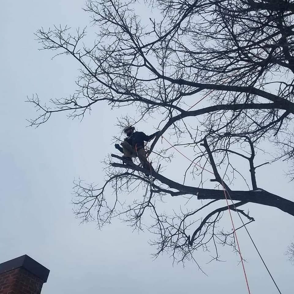 Worker in a bucket lift trimming a leafless tree against a gray sky.