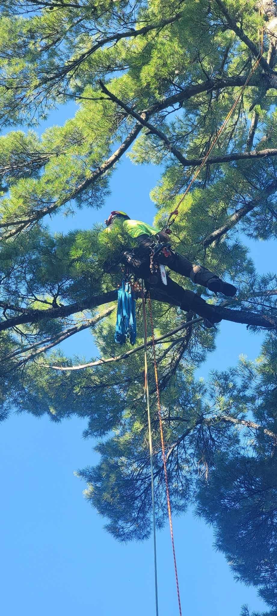 Person rappelling among tall trees under a bright blue sky