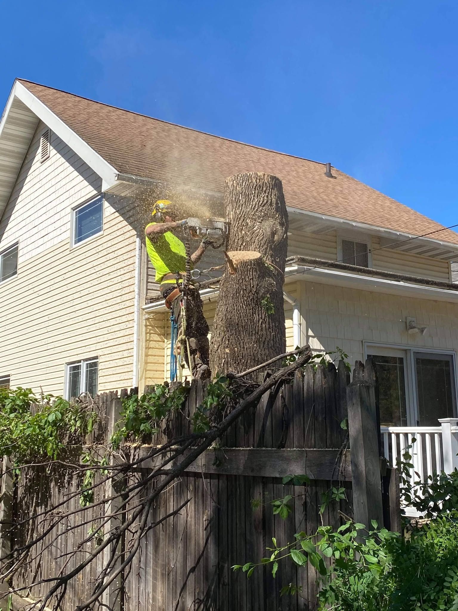 Tree worker cutting a large tree beside a house, with sawdust and safety gear visible.