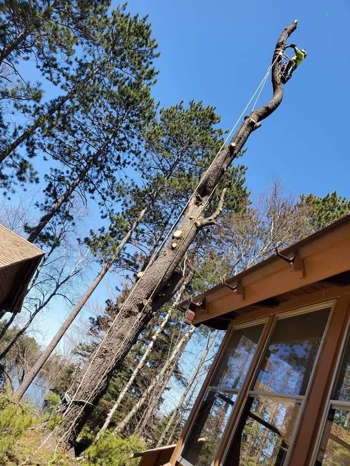 Tall dead tree beside a house with glass windows, against a blue sky and pine trees