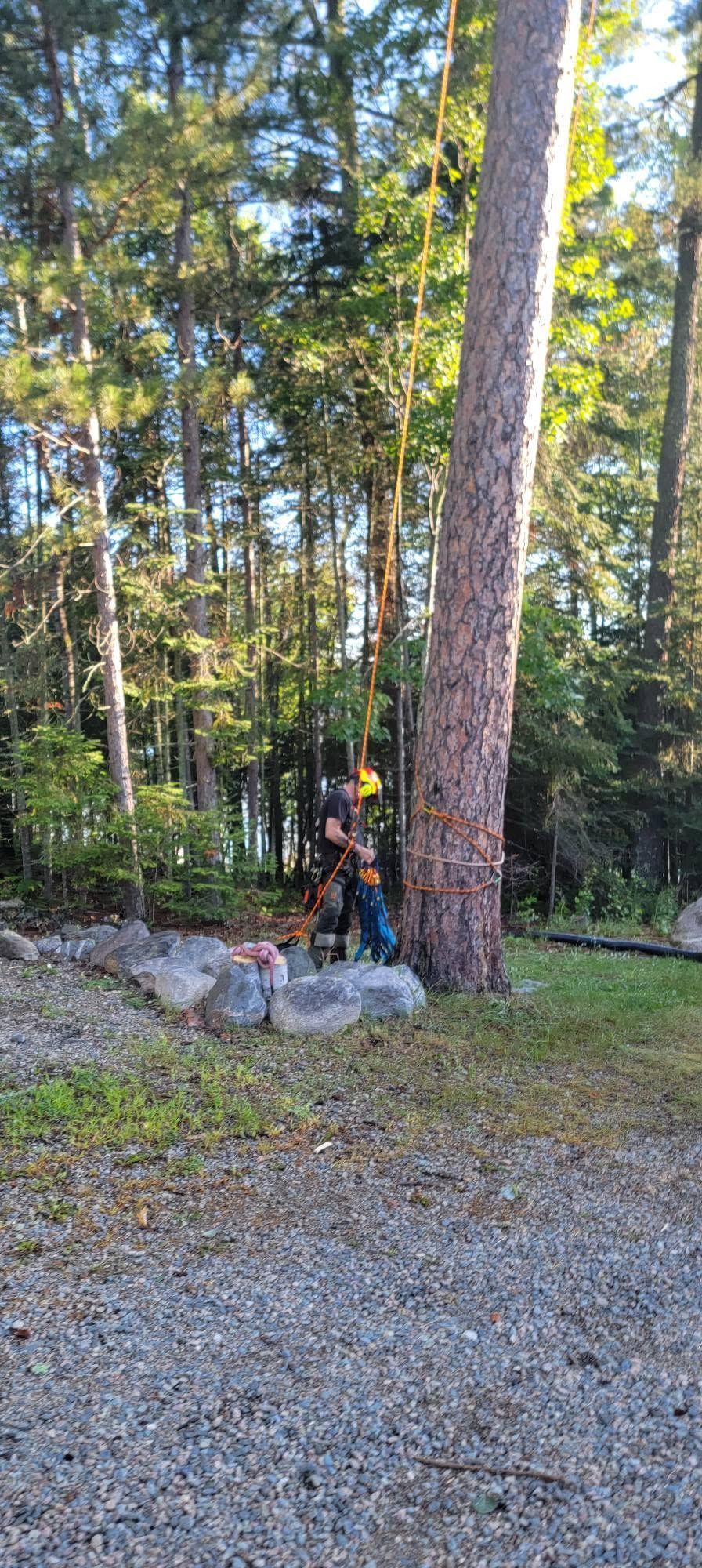 Person in orange gear standing by a tree in a wooded area with rocks and gravel foreground