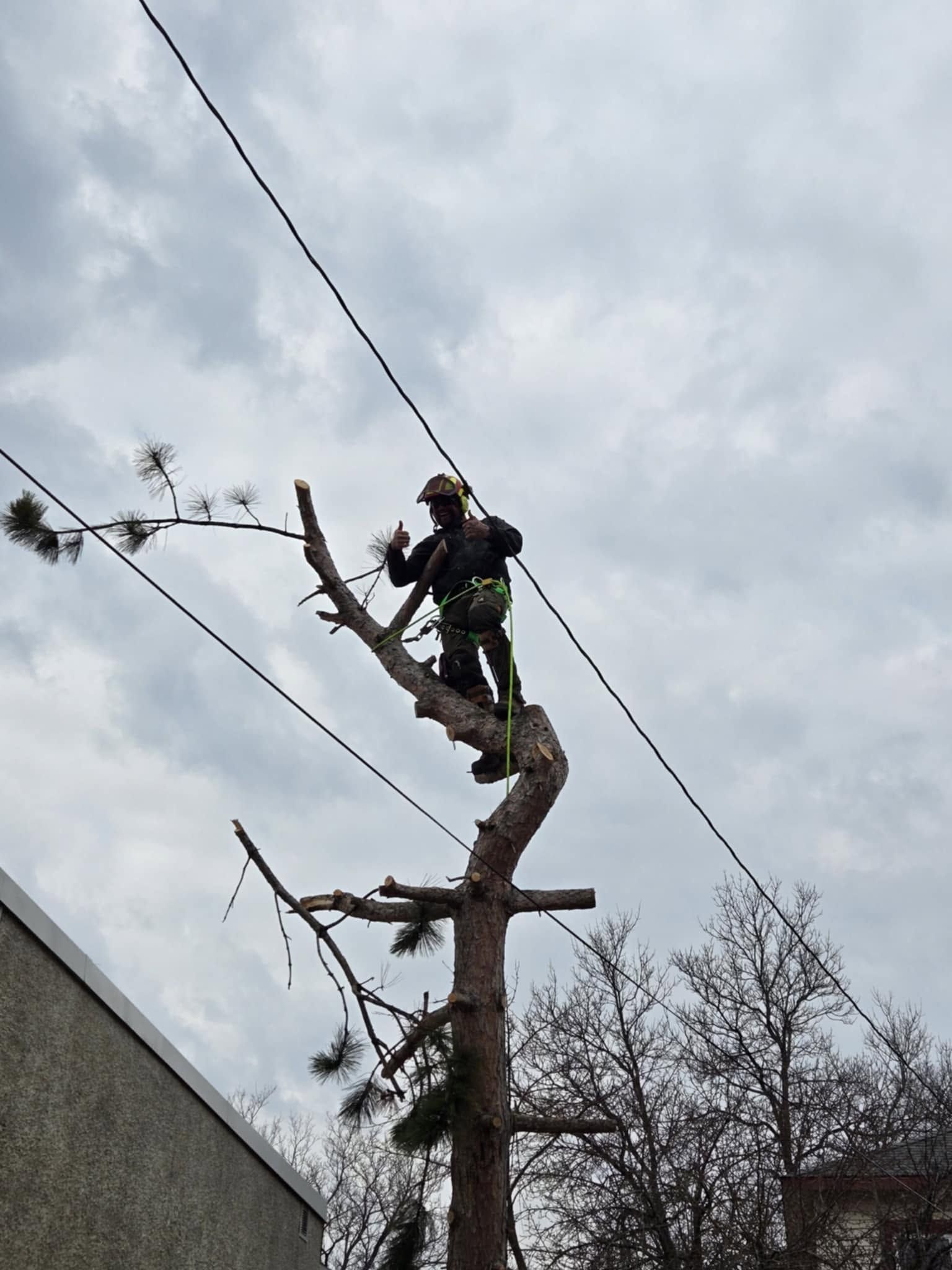 Tree worker trimming a tall bare tree beside a building under a cloudy sky