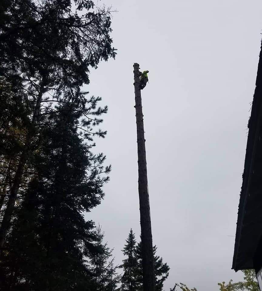 A worker on a tall tree trunk using a chainsaw beside evergreens under an overcast sky.