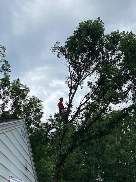 Worker in a red helmet trims a tall tree beside a house under cloudy skies
