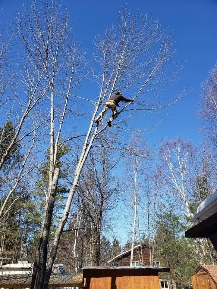 Person climbing a tall birch tree in a yard under a clear blue sky