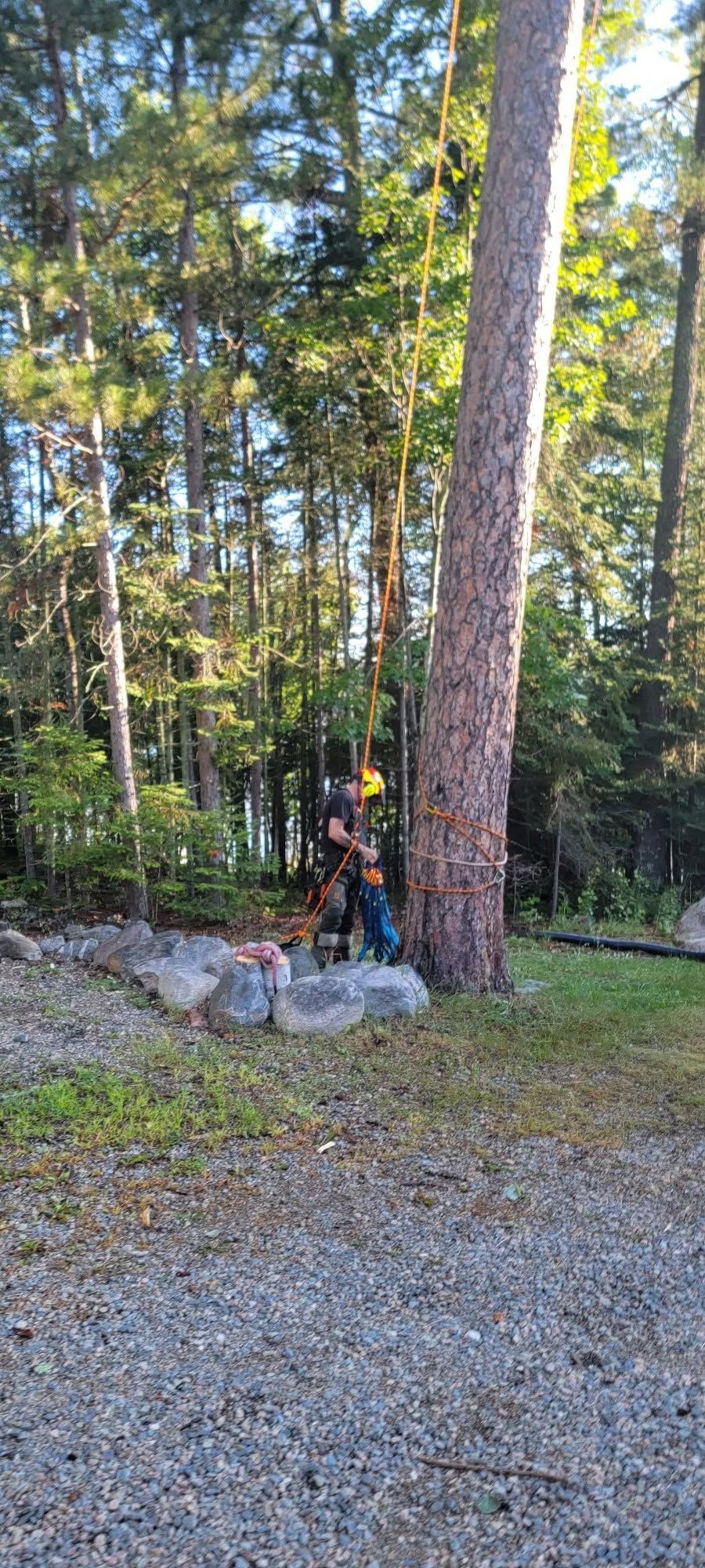 Two hikers with backpacks standing on rocks beside a tall pine tree in a wooded trail area