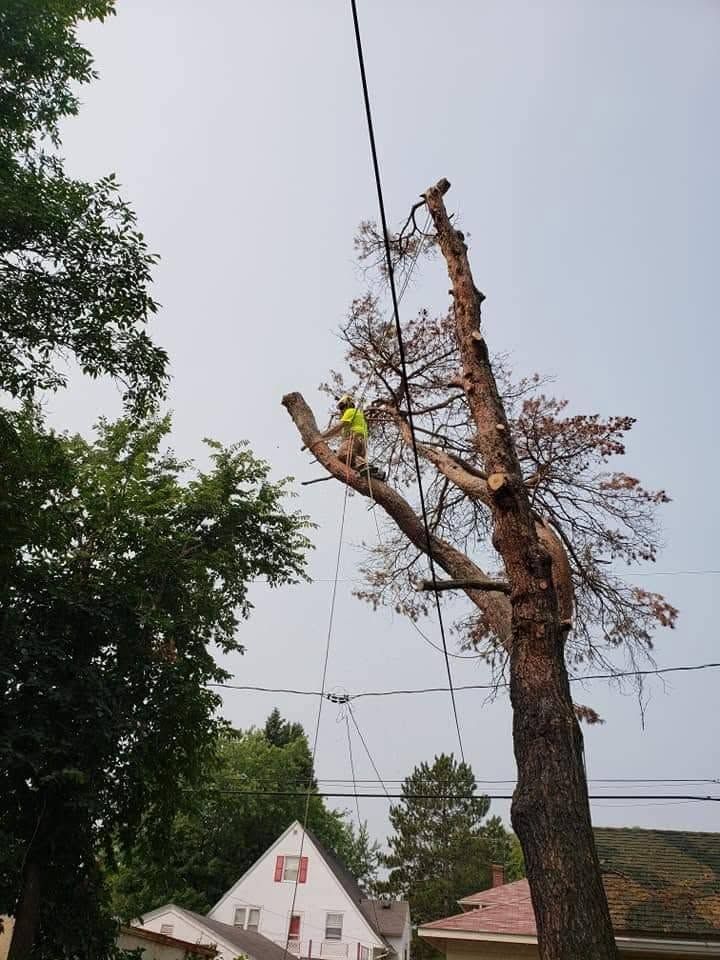 Worker in a safety vest trims a tall tree beside power lines near houses.