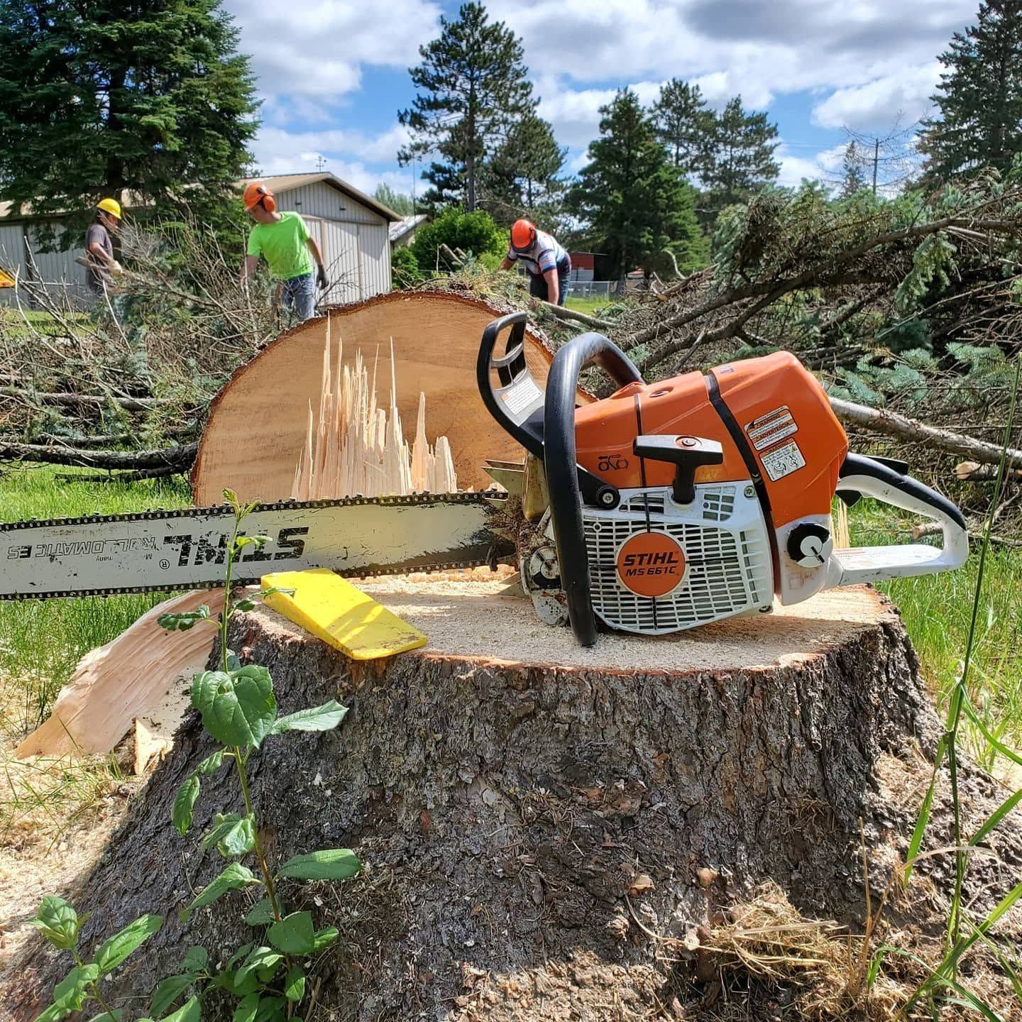 Chainsaw on tree stump beside cut log, with workers clearing branches in a sunny yard.