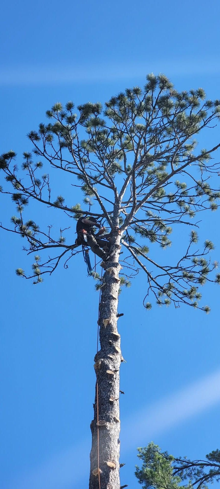 Tall bare tree against a clear blue sky