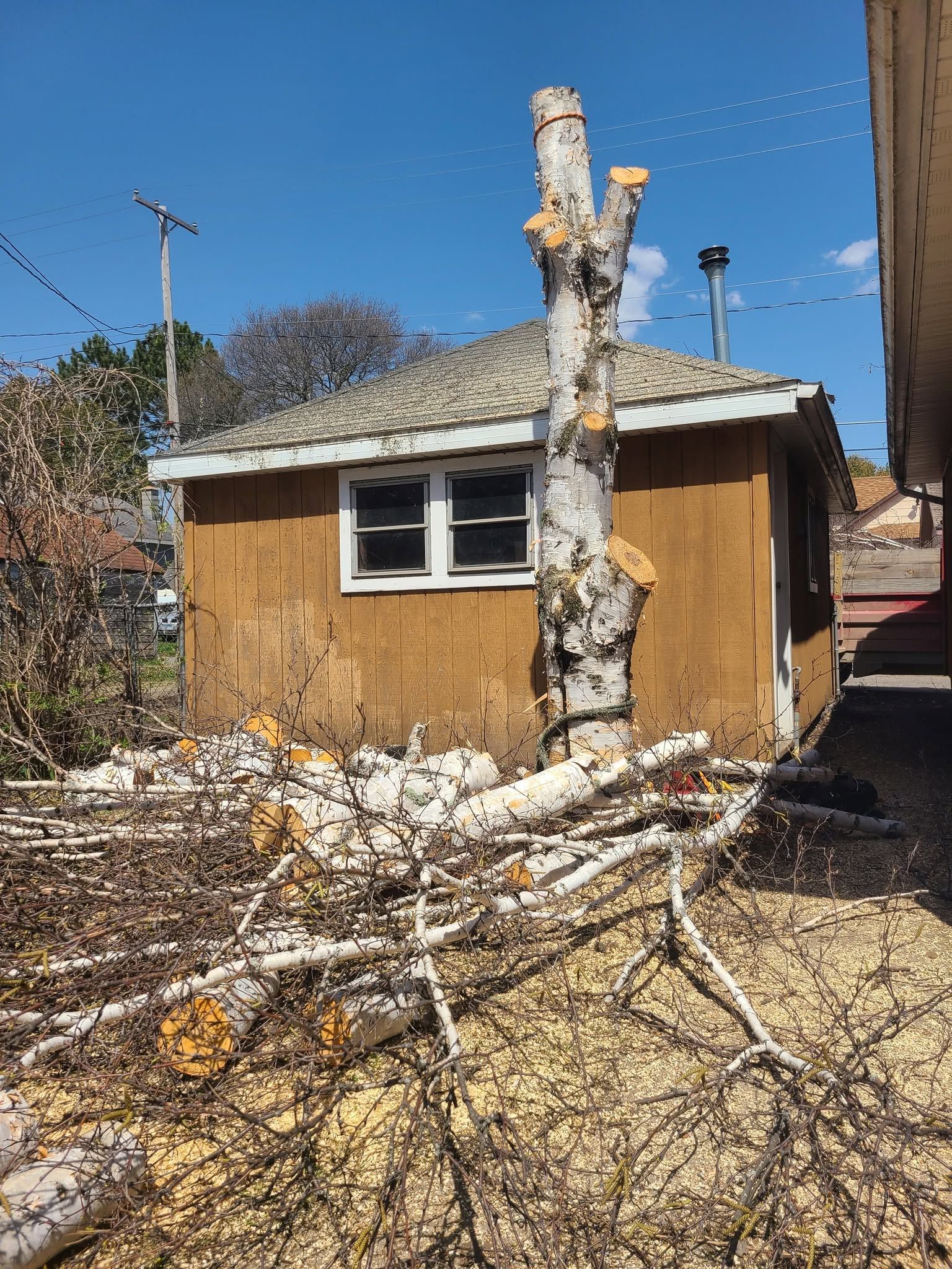 A leafless tree trunk and branches lie in front of a small tan house on a sunny day.