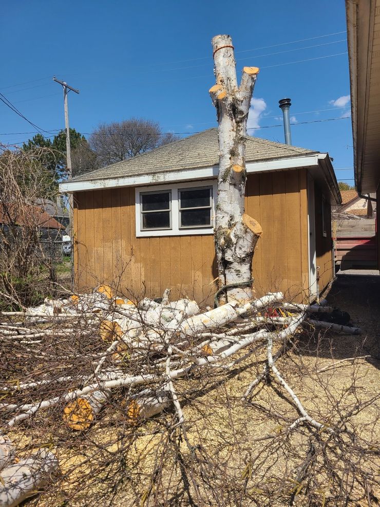 A leafless tree trunk and branches lie in front of a small tan house on a sunny day.