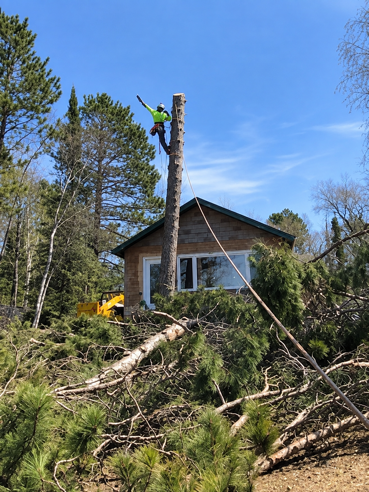 House behind fallen trees and a cut tree trunk on a sunny day