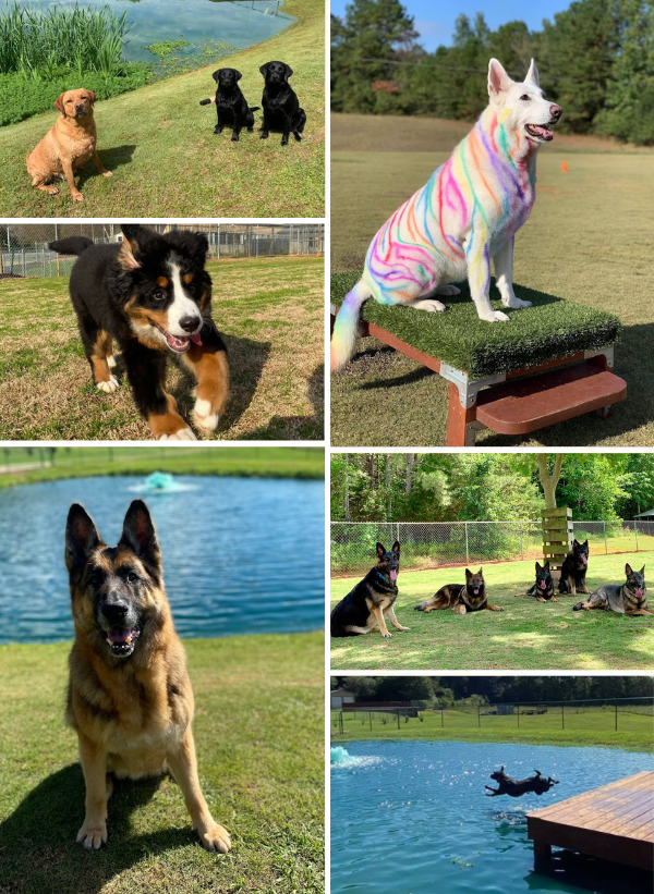 dogs collage