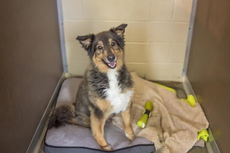 Here’s Buster in another one of our Glass Suites with his own bed and toys