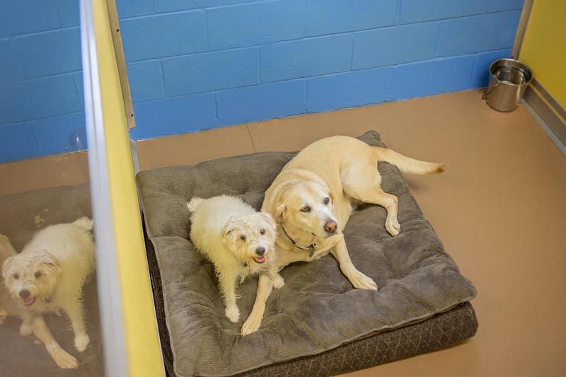 2 dogs in bed