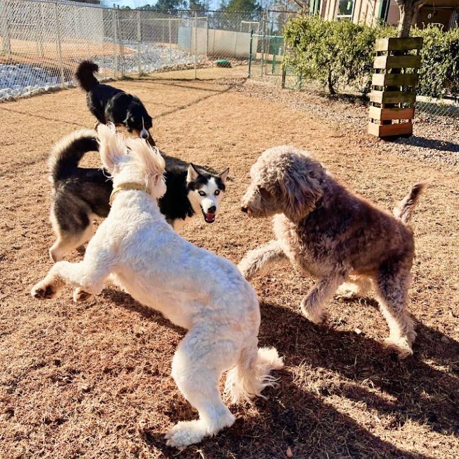 Dogs Playing