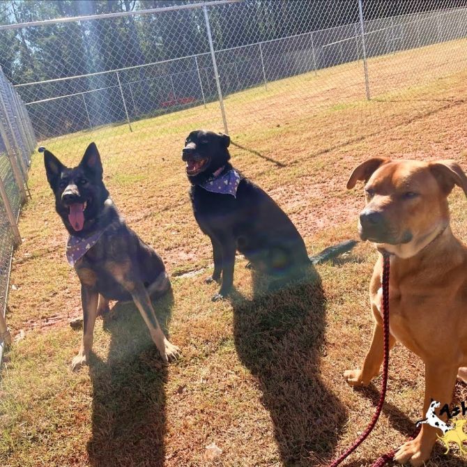 Dogs Playing