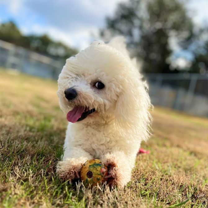 Dogs Playing