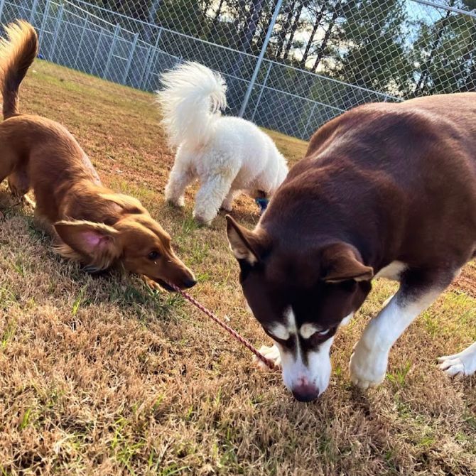 Dogs Playing