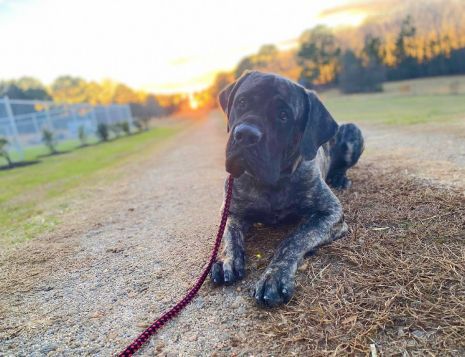 black dog on leash