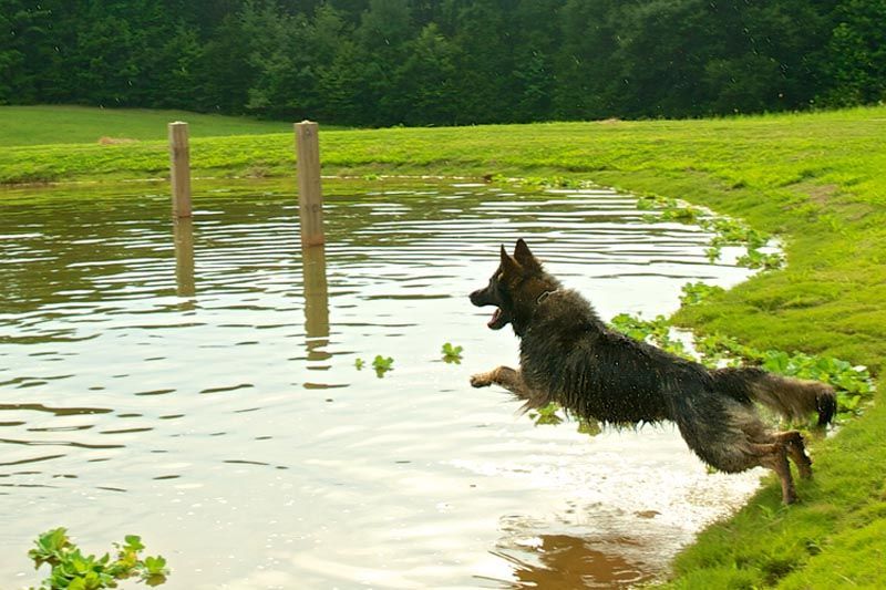 Dog Jumping