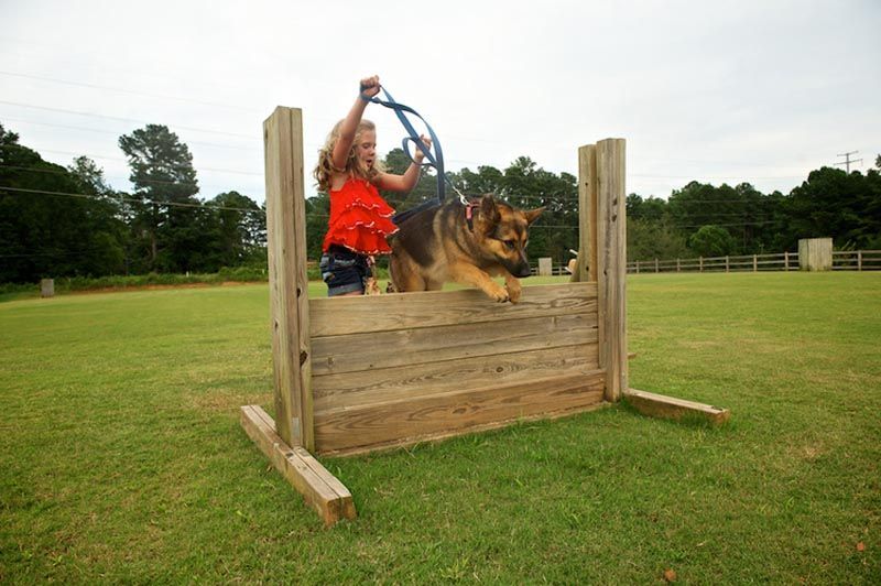 Dog Jumping