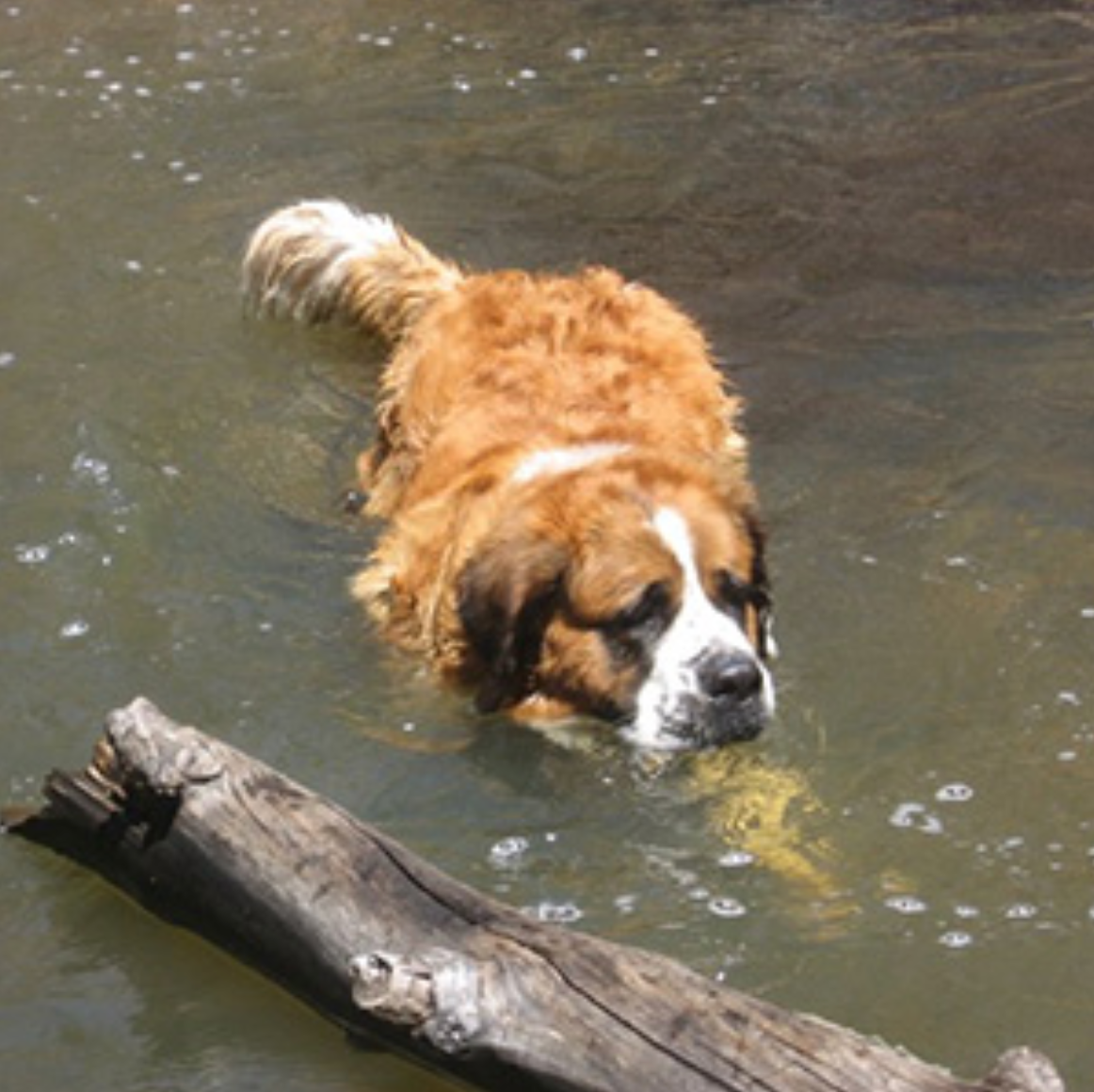Dog swimming in the water
