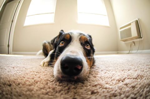 Carpet cleaning
