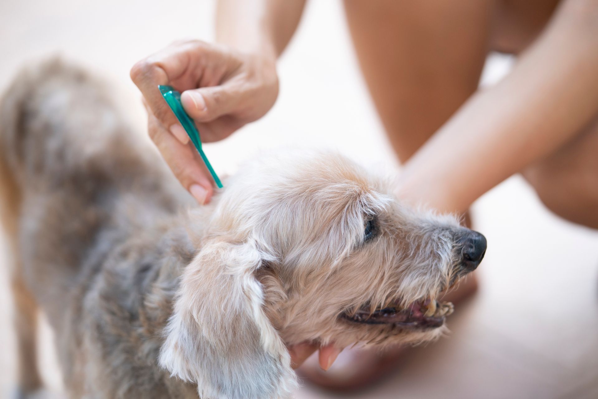 Prodotti per la cura degli animali
