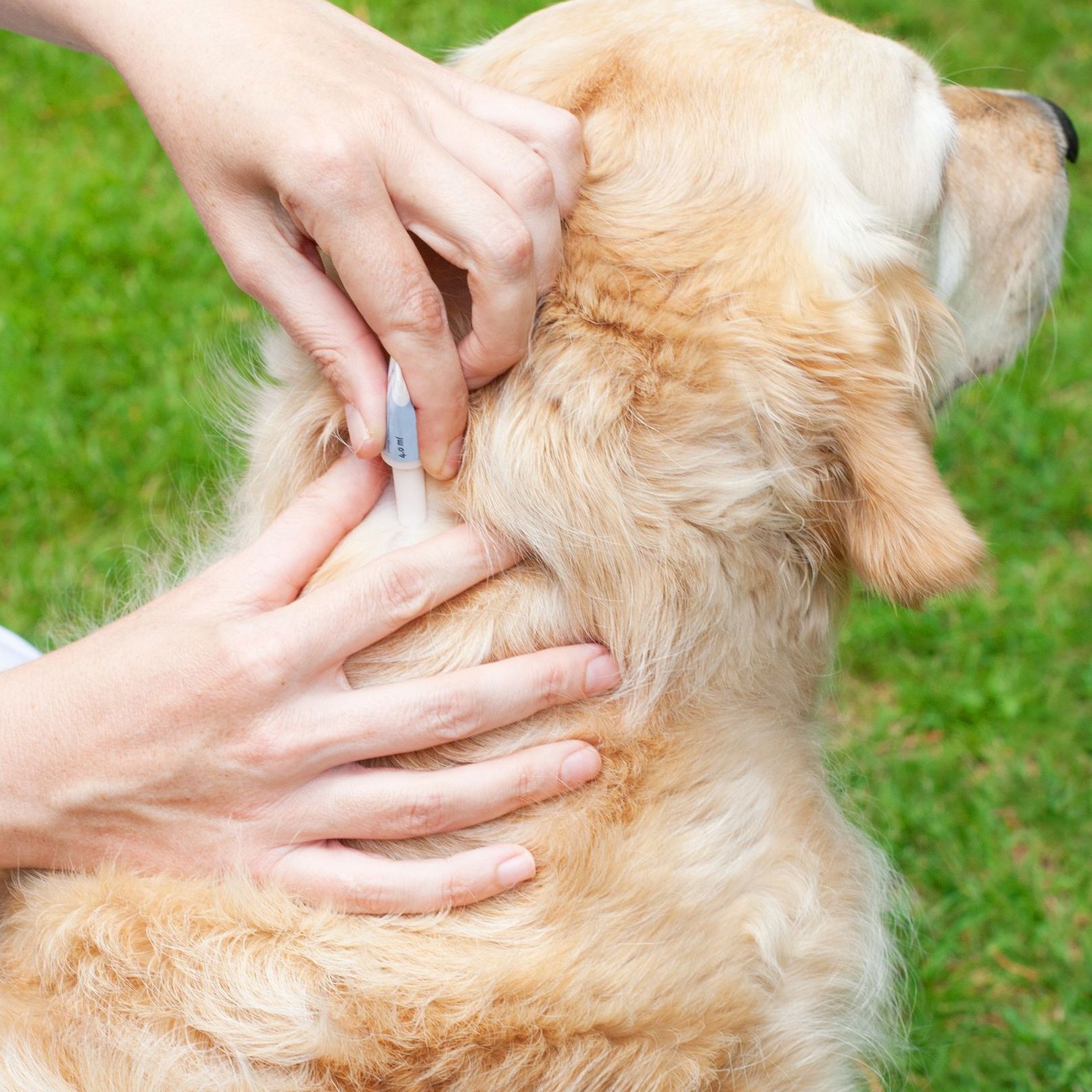 Mani che effettuano un controllo della pelle del collo di un golden retriever all'aperto sull'erba.