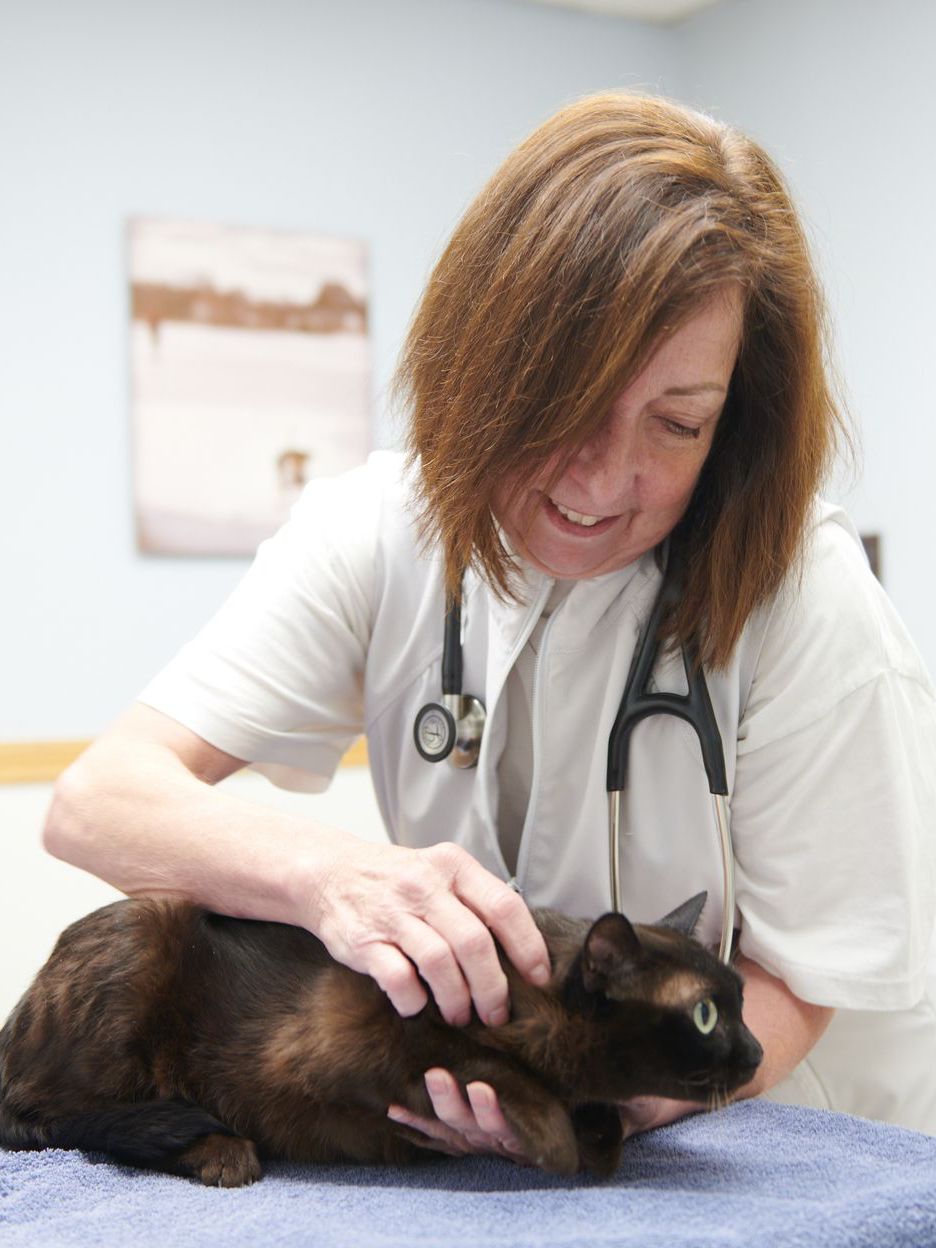 Pet Wellness Topsfield, MA Topsfield Veterinary Hospital LLC