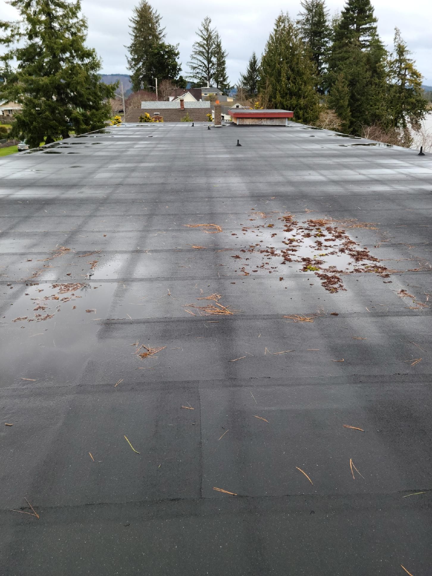 Flat gray rooftop with scattered leaves, trees and a house in the background under an overcast sky