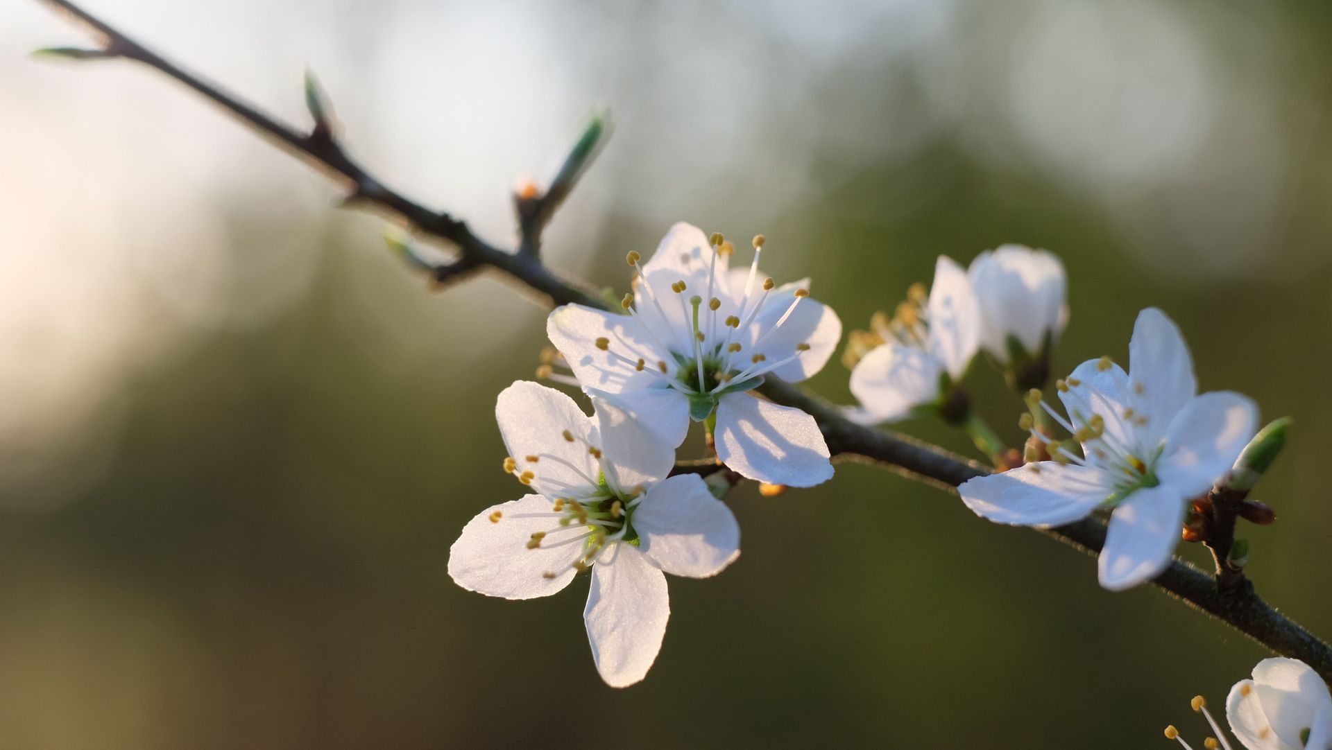 White blossoms on a branch against a softly blurred background.
