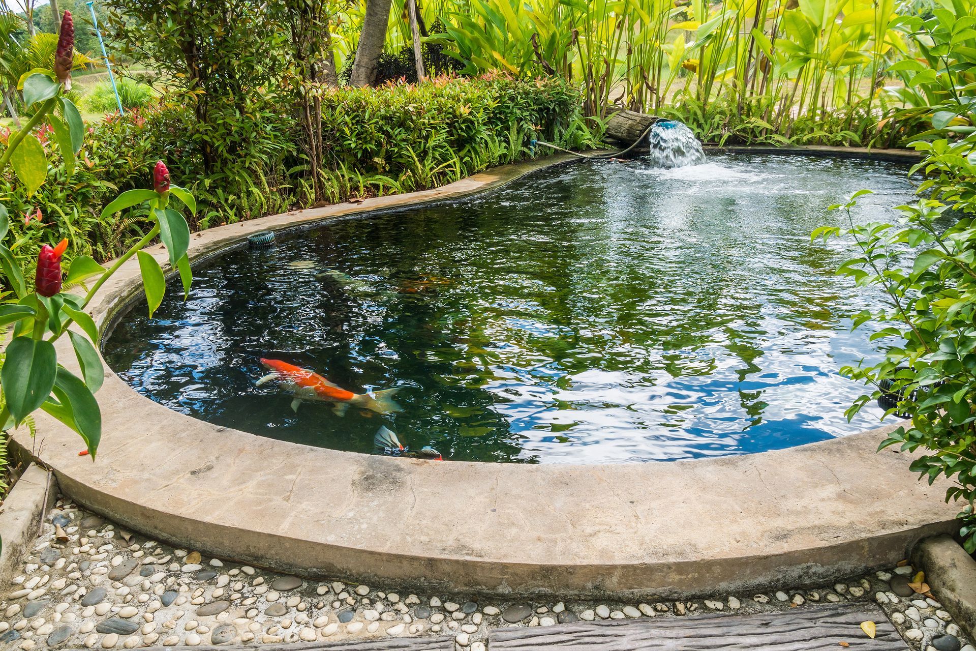 Koi pond with a fountain, surrounded by lush greenery and a curved stone edge. Koi pond with a fountain, surrounded by lush greenery and a curved stone edge.