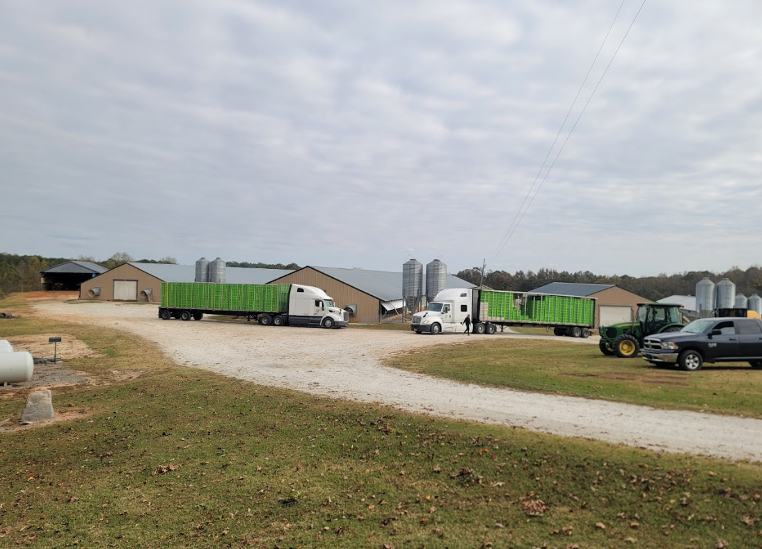 A row of trucks are parked on a dirt road in front of a farm.