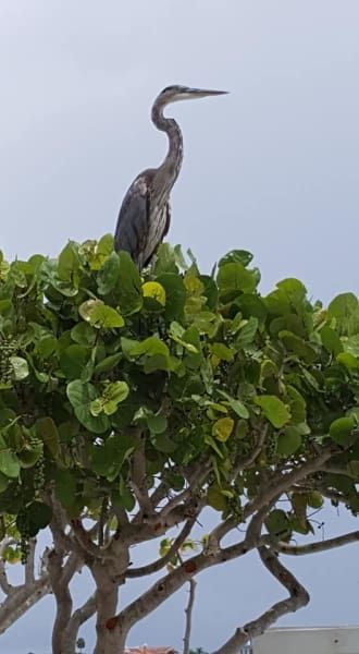A bird is perched on top of a tree branch.