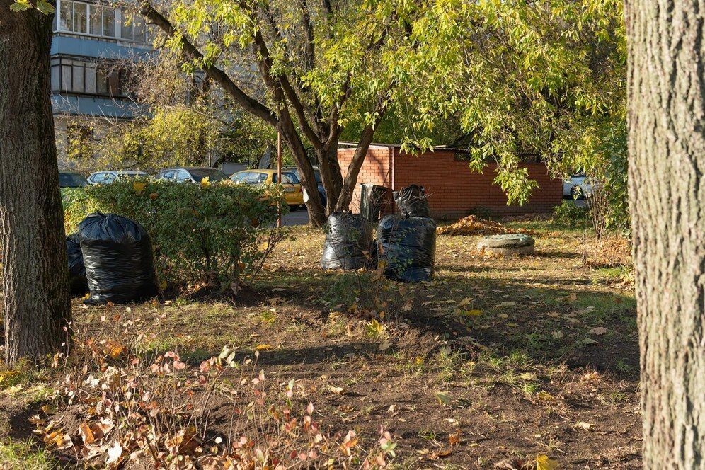 Yard Cleanup