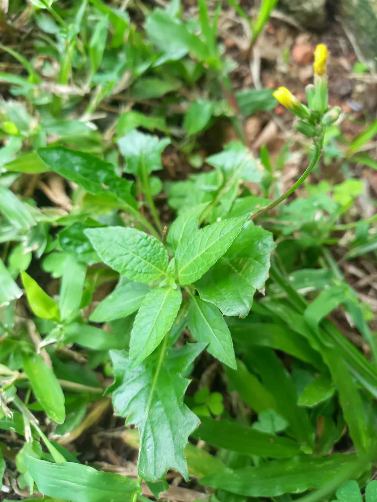A close up of a plant with green leaves and a yellow flower.